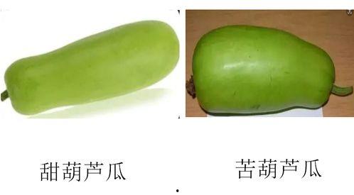 葫芦瓜花可以吃吗,美味可口的天然食材探索